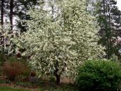 фота Садовыя Кветкі Чаромха, Prunus Padus белы