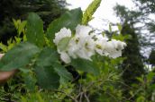foto Flores de jardín Arbusto Perla, Exochorda blanco