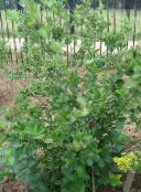 ფოტო ბაღის ყვავილები შავი Chokeberry, Aronia თეთრი