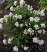 photo les fleurs du jardin Heath Scotch, Bruyères D'hiver, Erica blanc