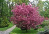 фото Садовые цветы Яблоня, Malus бордовый