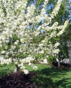 zdjęcie Ogrodowe Kwiaty Jabłoni Ozdobnych, Malus biały