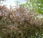 фото Садові Квіти Яблуня, Malus рожевий