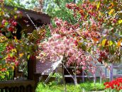 φωτογραφία Λουλούδια κήπου Μήλο Διακοσμητικά, Malus ροζ