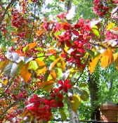 снимка Градински цветове Apple Декоративни, Malus винен