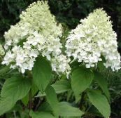 фота Садовыя Кветкі Гартэнзія Венікавая, Hydrangea paniculata белы
