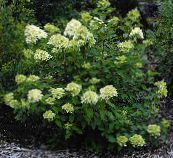 foto Aed Lilled Pöörise Hortensia, Puu Hortensia, Hydrangea paniculata roheline