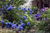 ფოტო ბაღის ყვავილები საერთო Hydrangea, Bigleaf Hydrangea, ფრანგი Hydrangea, Hydrangea hortensis მუქი ლურჯი