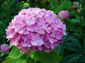 фотографија Баштенске Цветови Заједнички Хортензија, Биглеаф Хортензија, Француски Хортензија, Hydrangea hortensis розе