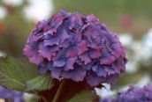 foto Trädgårdsblommor Gemensam Hortensia, Storbladig Hortensia, Franska Hortensia, Hydrangea hortensis violett