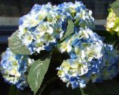 šviesiai mėlynas Bendra Hortenzija, Bigleaf Hortenzija, Prancūzų Hortenzija