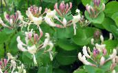 foto Have Blomster Kaprifolium, Lonicera caprifolium pink