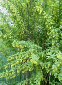 снимка Градински цветове Берберис, Berberis жълт