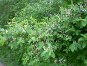 фото Садовые цветы Жимолость татарская, Lonicera tatarica розовый