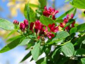 ფოტო ბაღის ყვავილები Tatarian ცხრატყავა, Lonicera tatarica წითელი