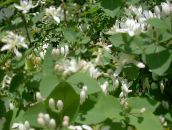 fotografie Zahradní květiny Tatarian Zimolez, Lonicera tatarica bílá