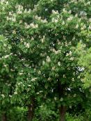 снимка Градински цветове Конски Кестен, Conker Дърво, Aesculus hippocastanum бял