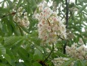 フォト 庭の花 トチノキ、トチの実の木, Aesculus hippocastanum ホワイト