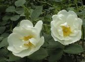 foto Flores do Jardim Rosa branco