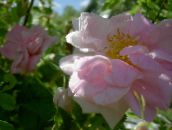 ფოტო ბაღის ყვავილები Rosa ვარდისფერი