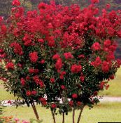 foto Flores de jardín Mirto Crespón, Mirto Crepé, Lagerstroemia indica rojo