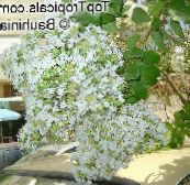 zdjęcie Ogrodowe Kwiaty Krepa Mirt, Krepa Mirtu, Lagerstroemia indica liliowy