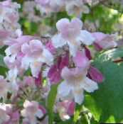 照片 园林花卉 美莓, Callicarpa 粉红色