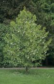 foto Flores de jardín Árbol De La Paloma, Árbol Fantasma, Árbol Pañuelo, Davidia involucrata blanco