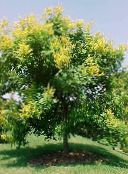 Aukso Lietaus Medis, Panicled Goldenraintree