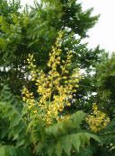 foto Aed Lilled Kuldne Vihm Puu, Panicled Goldenraintree, Koelreuteria paniculata kollane