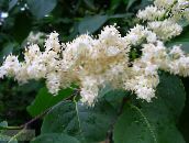 フォト 庭の花 バイカウツギAmurensis, Syringa amurensis ホワイト