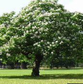 フォト 庭の花 南部キササゲ、カトーバ、インドの豆の木, Catalpa bignonioides ホワイト