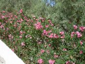 foto Vrtne Cvjetovi Oleander, Nerium oleander ružičasta