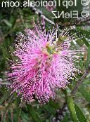 фото Садовые цветы Каллистемон (Краснотычинник), Callistemon розовый