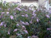 lilac Butterfly Bush, Summer Lilac