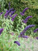 nuotrauka Sodo Gėlės Drugelis Krūmas, Vasaros Alyvinė, Buddleia tamsiai mėlyna