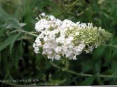 フォト 庭の花 バタフライブッシュ、夏のライラック, Buddleia ホワイト