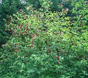 照片 园林花卉 常见的老人，红浆果长老, Sambucus 红