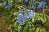 照片 园林花卉 常见的老人，红浆果长老, Sambucus 浅蓝
