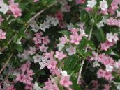 foto Flores de jardín Weigela rosa