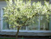 фота Садовыя Кветкі Вішня Звычайная, Cerasus vulgaris, Prunus cerasus белы