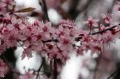 ფოტო ბაღის ყვავილები არაჟნის, ტორტი ალუბლის, Cerasus vulgaris, Prunus cerasus ვარდისფერი