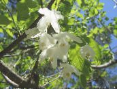 foto I fiori da giardino Silverbell, Albero Bucaneve, , Halesia bianco