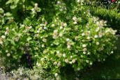 fénykép Kerti Virágok Buttonbush, Méz Harangok, Honeyball, Gomb Fűzfa, Cephalanthus fehér