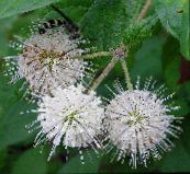 照片 园林花卉 Buttonbush，蜂蜜钟声，蜂蜜球，按钮柳, Cephalanthus 白