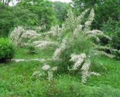 ფოტო ბაღის ყვავილები Tamarisk, Athel ხე, მარილი კედარი, Tamarix თეთრი