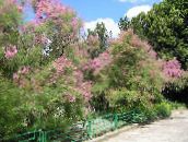 foto I fiori da giardino Tamerici, Albero Athel, Cedro Sale, Tamarix rosa