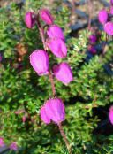 photo Garden Flowers Irish Heath, St. Dabeoc's Heath, Daboecia-cantabrica pink