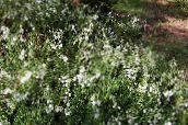 foto Have Blomster Irish Hede, St. Dabeoc S Hede, Daboecia-cantabrica hvid
