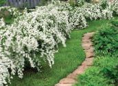 photo les fleurs du jardin Deutzia blanc